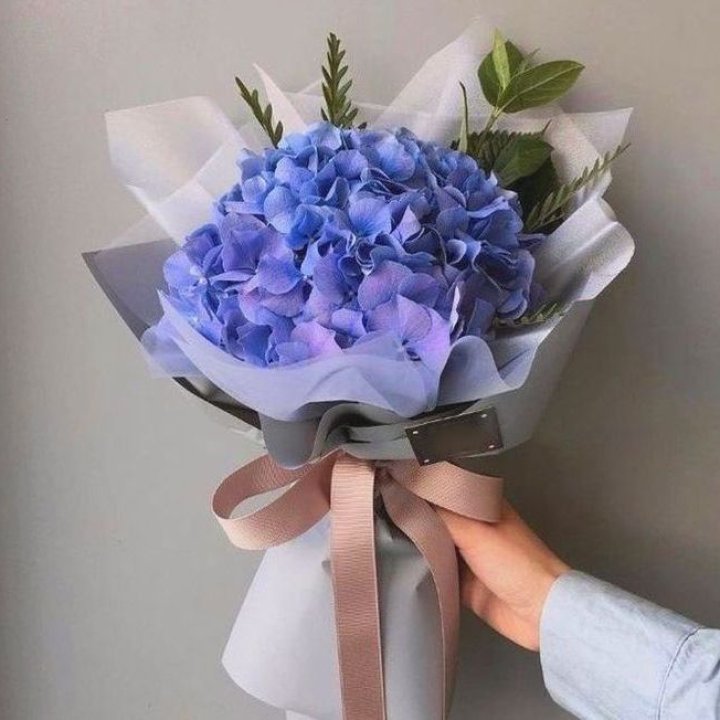 Гортензия голубая в Сыктывкаре