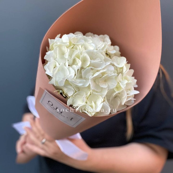 Гортензия в конверте в Сыктывкаре