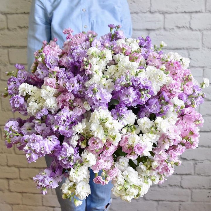 Облако маттиол в Сыктывкаре