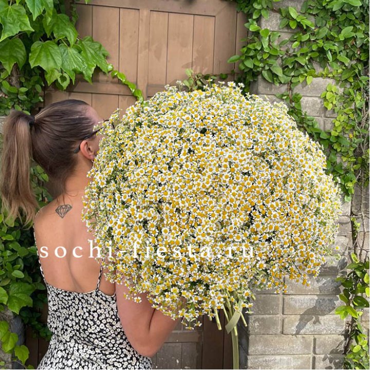 101 ромашка в Сыктывкаре