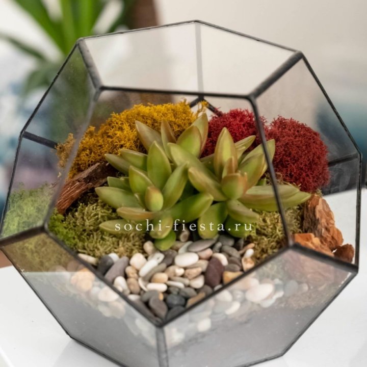 Флорариум “Додекаэдр” с суккулентом Седум в Сыктывкаре