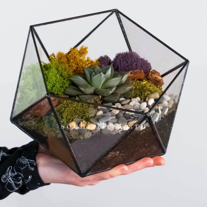 Флорариум “Икосаэдр” с суккулентом Каменная Роза в Сыктывкаре