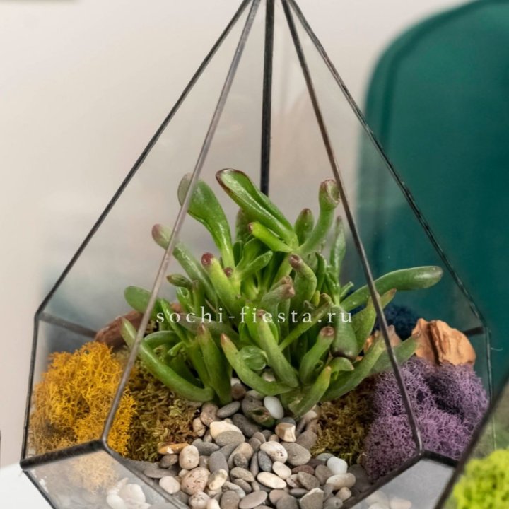 Флорариум “Капля” с суккулентом Крассула Хоббит в Сыктывкаре