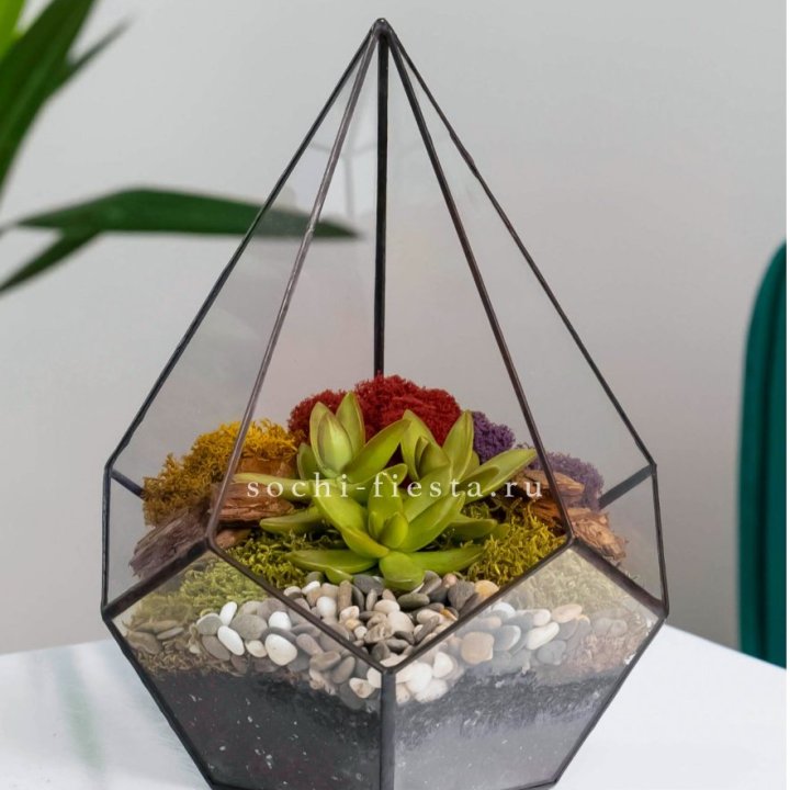 Флорариум Капля с суккулентом в Сыктывкаре