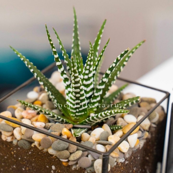 Флорариум Кубик с суккулентом Хавортия в Сыктывкаре