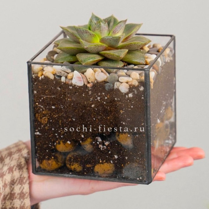 Флорариум Кубик с суккулентом Каменная роза в Сыктывкаре