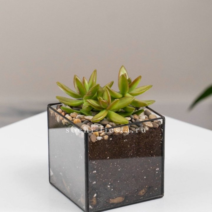 Флорариум Кубик с суккулентом Седум в Сыктывкаре