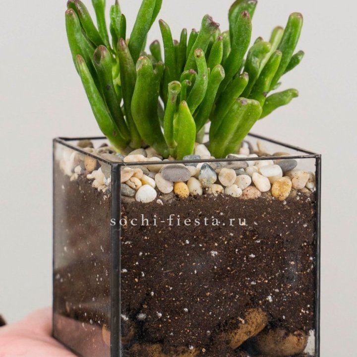 Флорариум Кубик с суккулентом Хоббит в Сыктывкаре