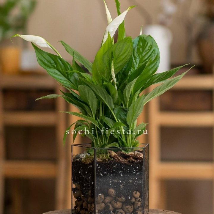 Спатифиллум в кашпо Пятиугольник в Сыктывкаре