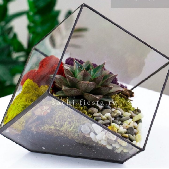 Флорариум Куб усеченный с суккулентом Каменная роза в Сыктывкаре