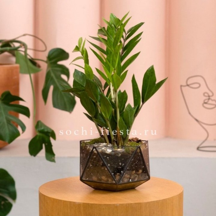 Замиокулькас в кашпо Икосаедр в Сыктывкаре