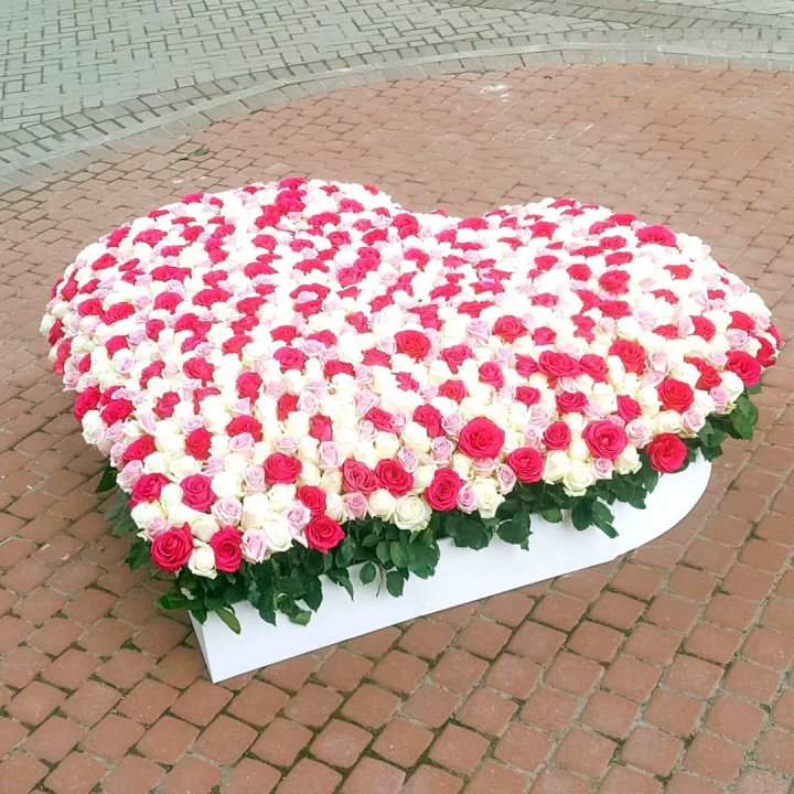 555 роза  в Сыктывкаре