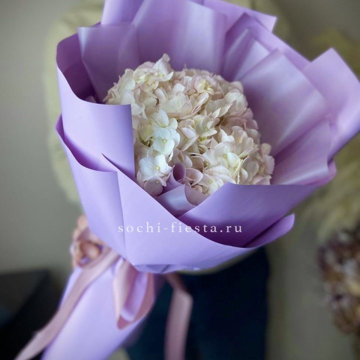 Гортензия розовая в Сыктывкаре