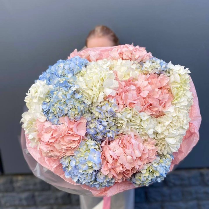 19 гортензий микс в Сыктывкаре