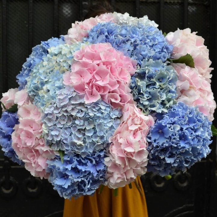 Букет гортензий "Фонтан" в Сыктывкаре