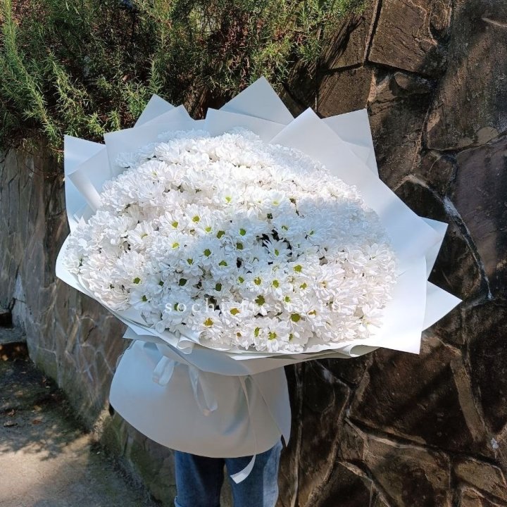 Облако хризантем №2 в Сыктывкаре