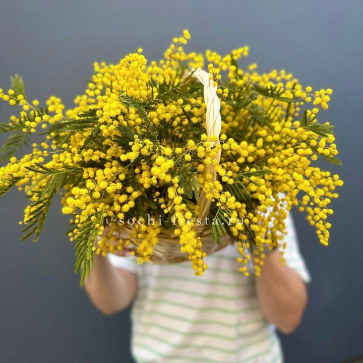 Весенняя корзина мимозы в Сыктывкаре