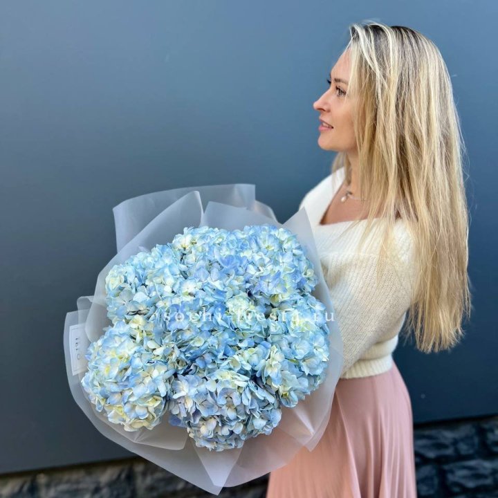 7 голубых гортензий в Сыктывкаре