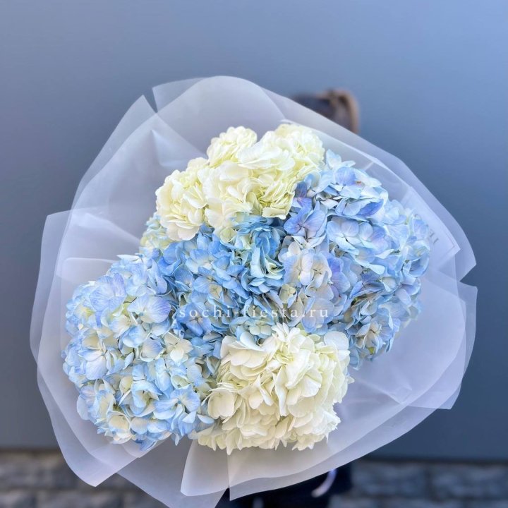 5 бело-голубых гортензий в Сыктывкаре