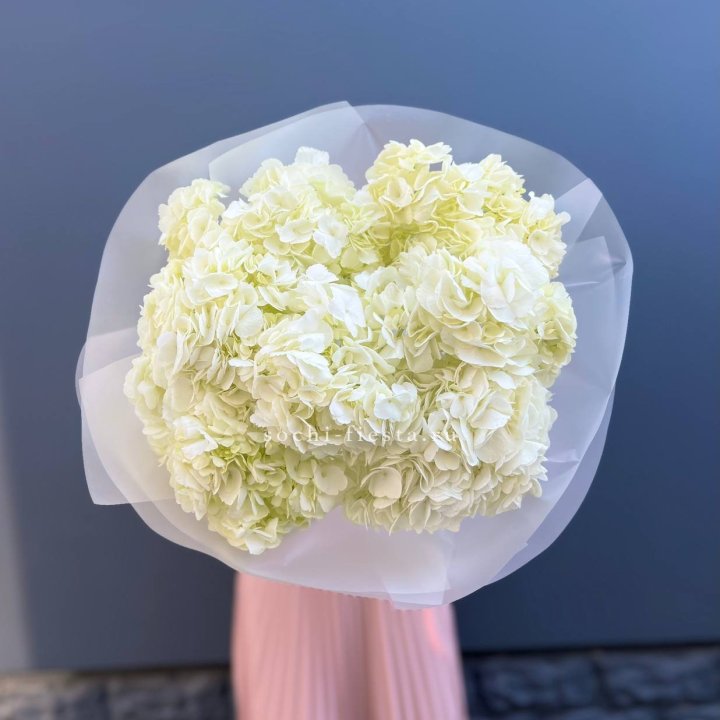 7 белых гортензий в Сыктывкаре