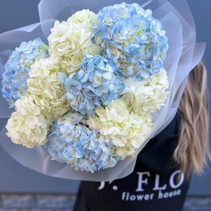 9 бело-голубых гортензий в Сыктывкаре