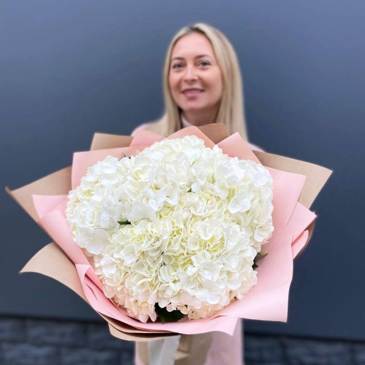 Гортензия белая в Сыктывкаре