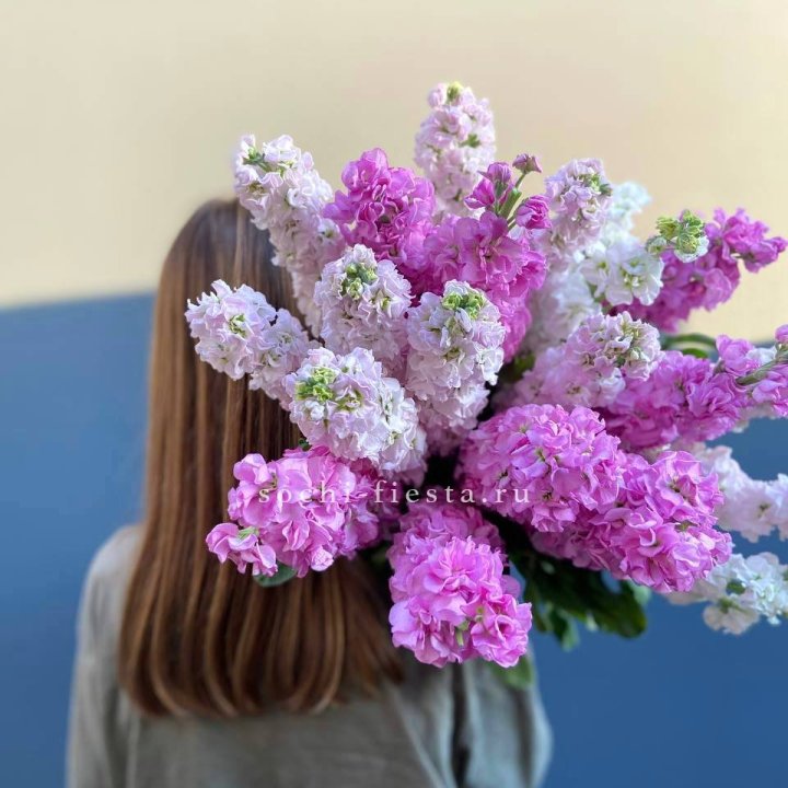 Охапка маттиолы в Сыктывкаре