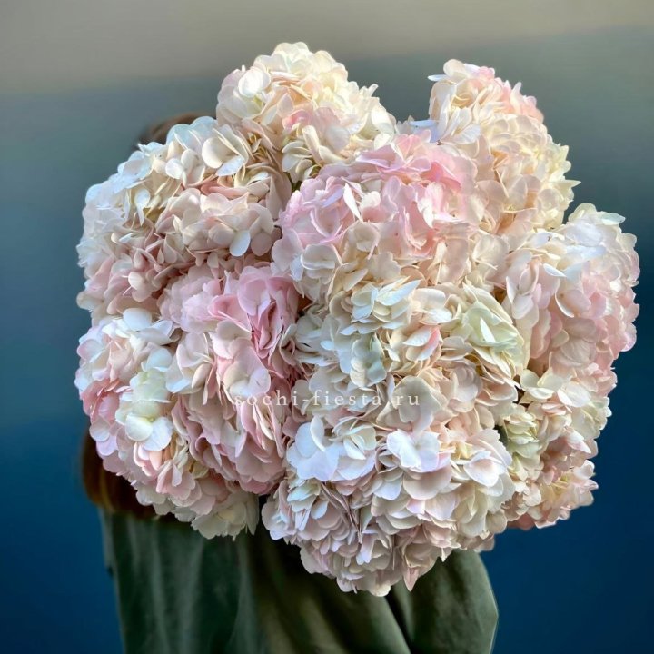 Охапка розовой гортензии в Сыктывкаре