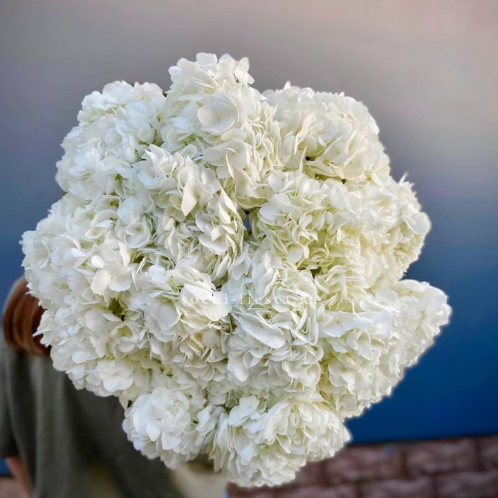 Охапка белой гортензии в Сыктывкаре