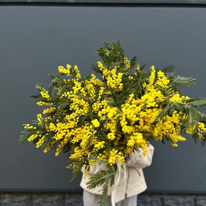 Охопка мимозы в Сыктывкаре