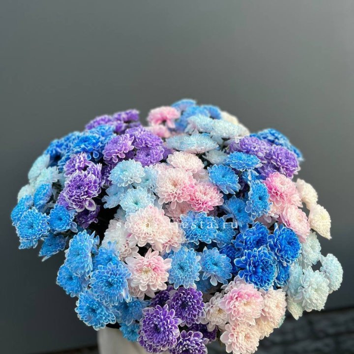 25 цветных хризантем в Сыктывкаре