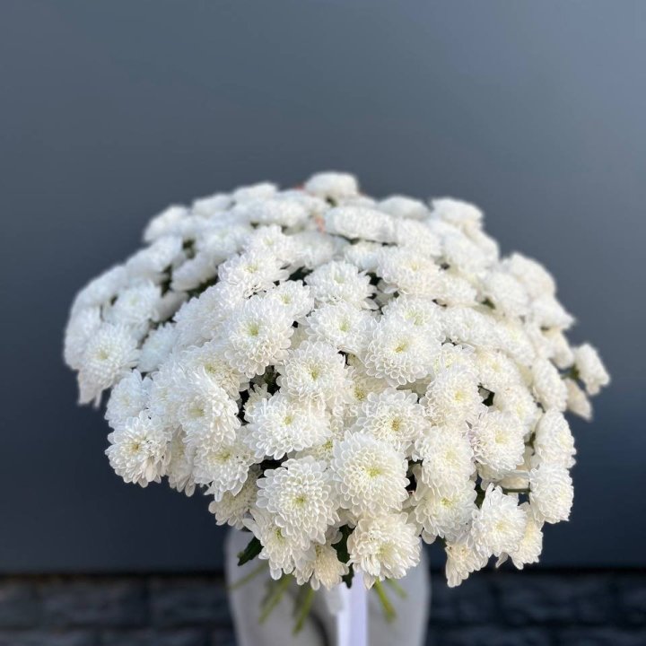  25 хризантем белых в Сыктывкаре