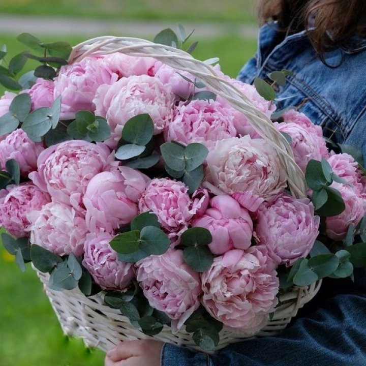 51 пион в корзине в Сыктывкаре