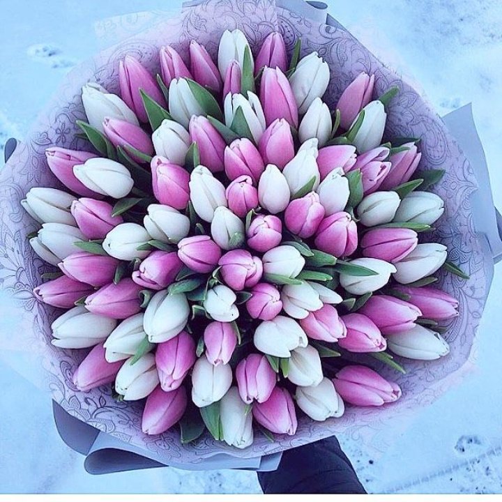 101 тюльпан "Лолипоп" в Сыктывкаре