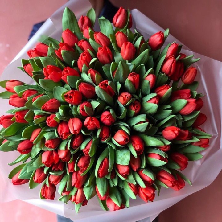 101 красный тюльпан в Сыктывкаре